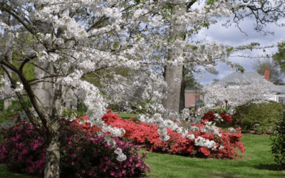 City of Camden Accepting Applications for Parks & Trees Commission Opening