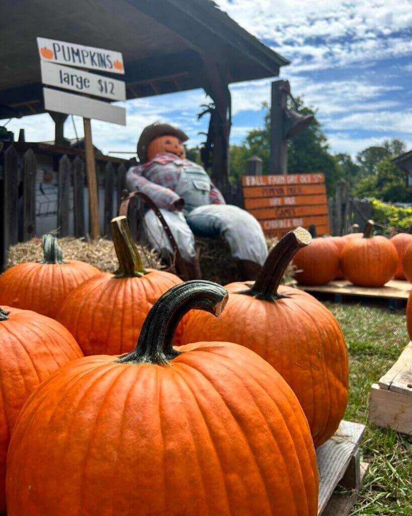 fallfarm24-819×1024