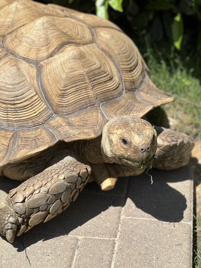 IMG_0040 - Experience Camden, South Carolina