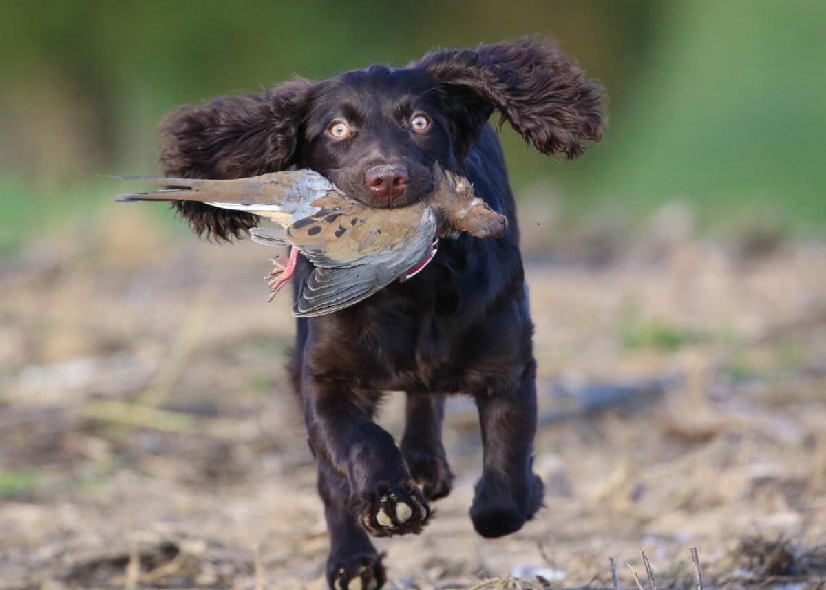 boykin - Experience Camden, South Carolina