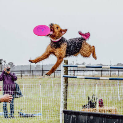 mustsee2 - Experience Camden, South Carolina A shaggy-coated dog leaps over a low fence to catch a bright pink frisbee in midair during an outdoor field session, with a photographer watching nearby.