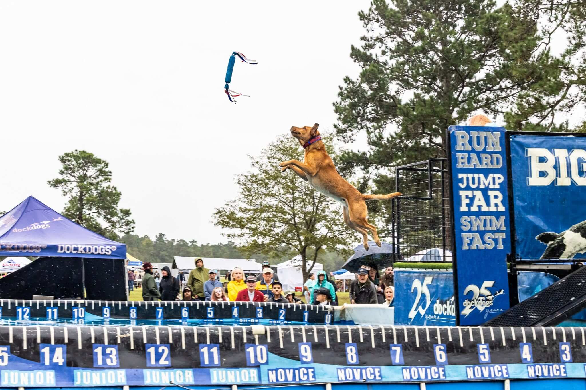 Horse and Hound 2025 Saturday Expo - Experience Camden, South Carolina A brown dog leaps off a platform towards a toy over a pool in a dock diving competition, while spectators watch from behind a fence under cloudy skies.