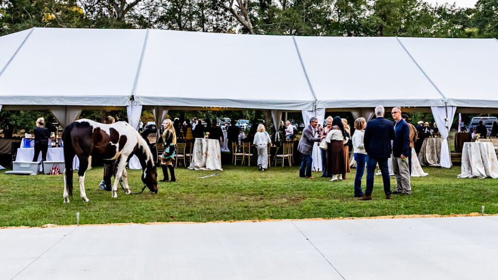 gala11a - Experience Camden, South Carolina People gather under a large white event tent on grass, with tables and chairs inside. A black and white horse grazes in the foreground, while small groups chat outside the tent. Trees are visible in the background.